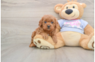 Cavapoo Puppy for Adoption