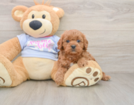 8 week old Cavapoo Puppy For Sale - Puppy Love PR