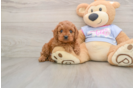 Cavapoo Pup Being Cute