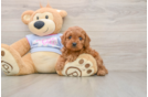 Best Cavapoo Baby