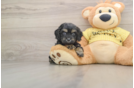 Cute Cavapoo Baby