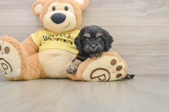 Energetic Cavoodle Poodle Mix Puppy