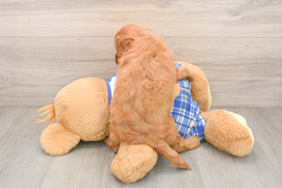 Best Cavapoo Baby
