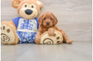 Cavapoo Pup Being Cute