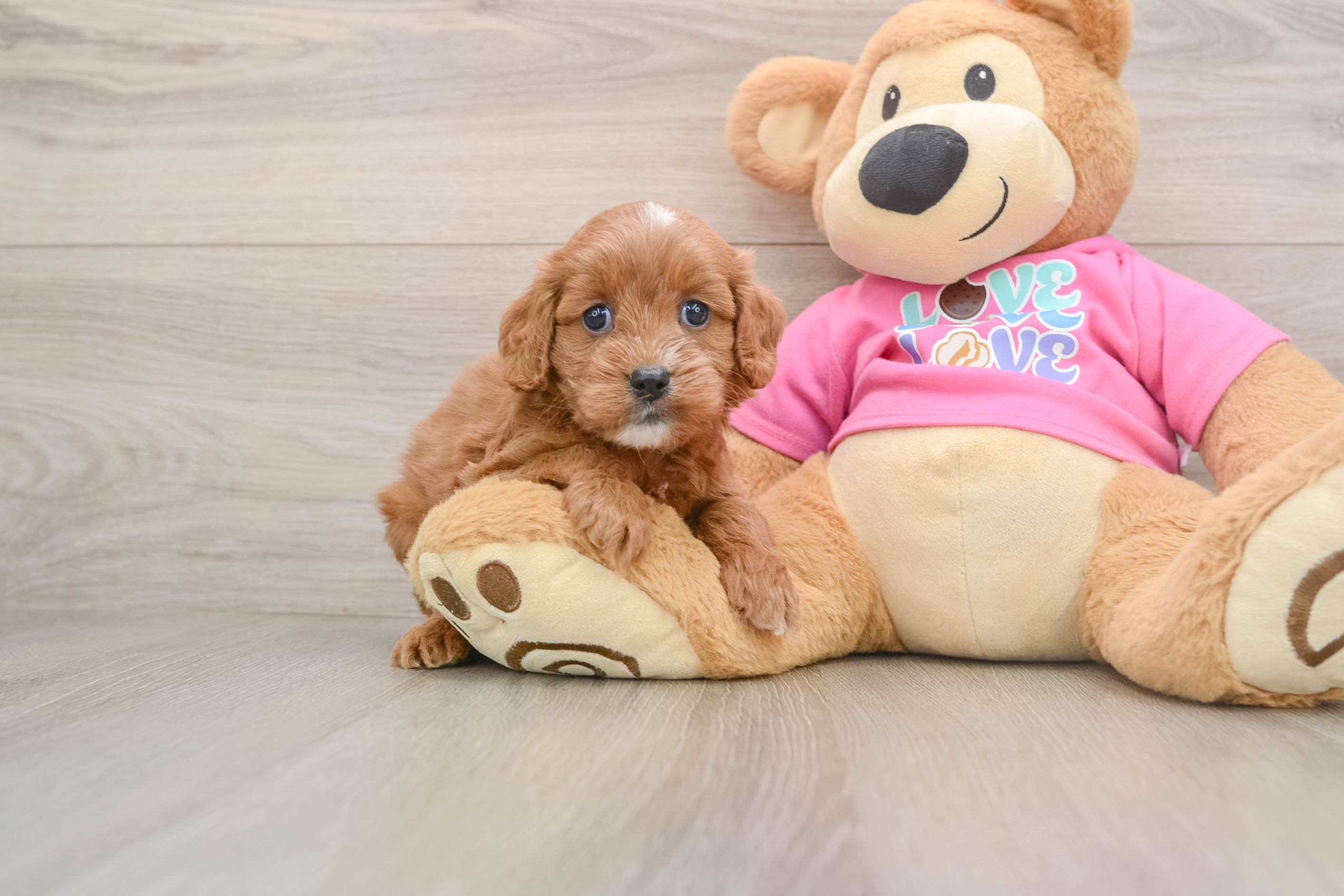 Happy Cavapoo Baby