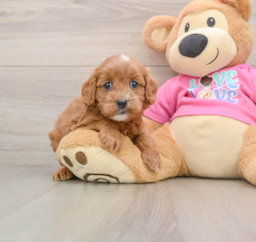 7 week old Cavapoo Puppy For Sale - Puppy Love PR