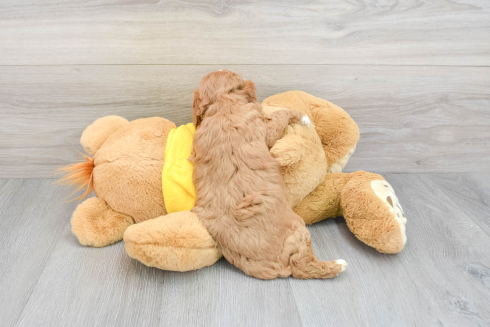 Hypoallergenic Cavoodle Poodle Mix Puppy