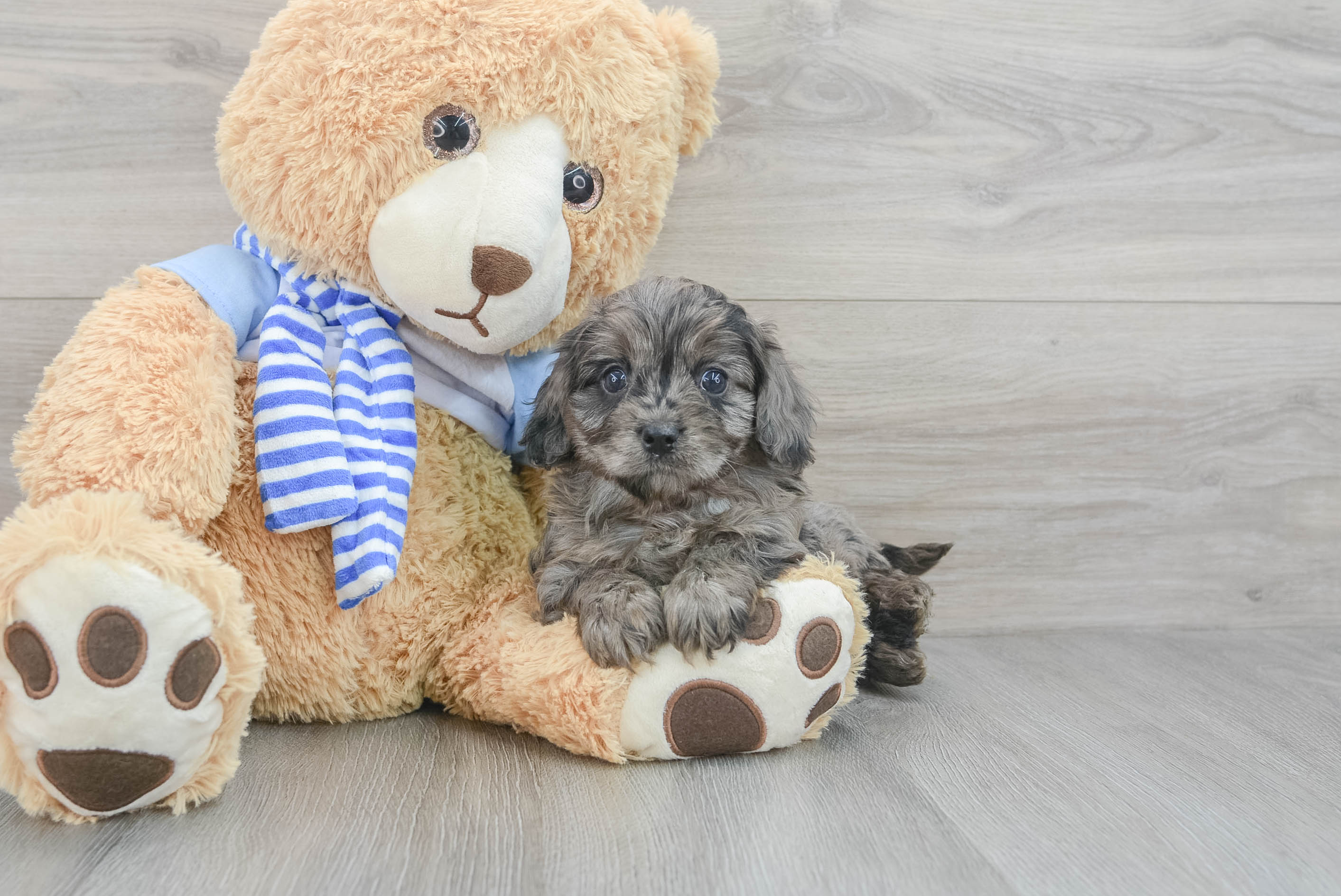 Cavapoo Pup Being Cute
