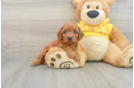 Petite Cavapoo Poodle Mix Pup