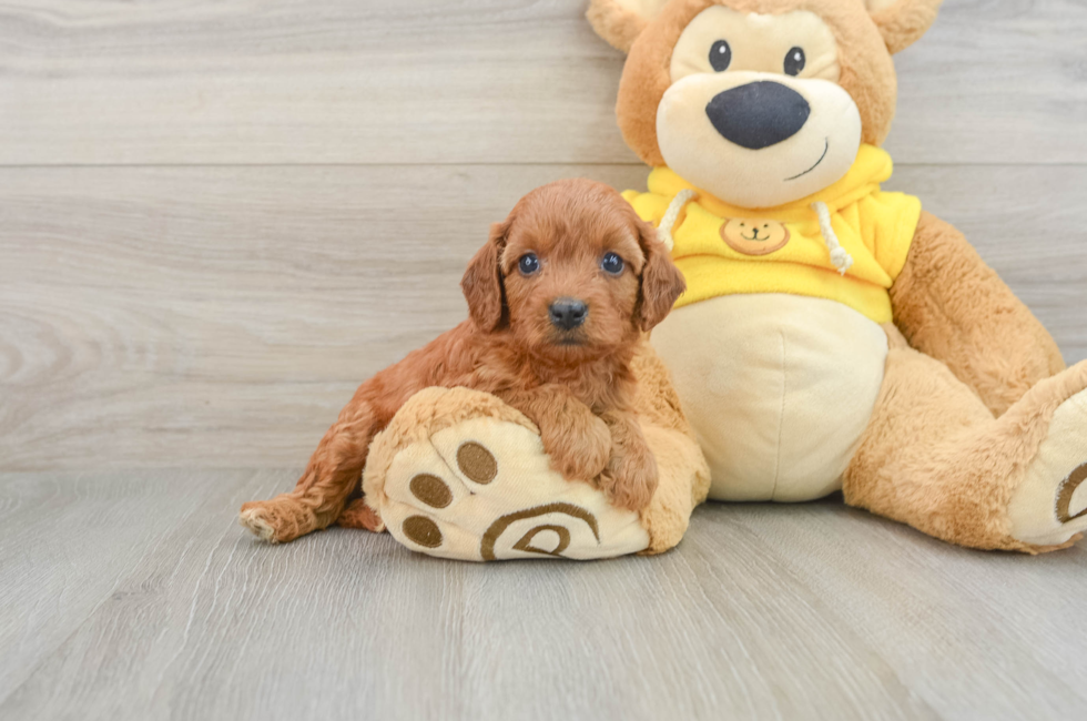 7 week old Cavapoo Puppy For Sale - Puppy Love PR