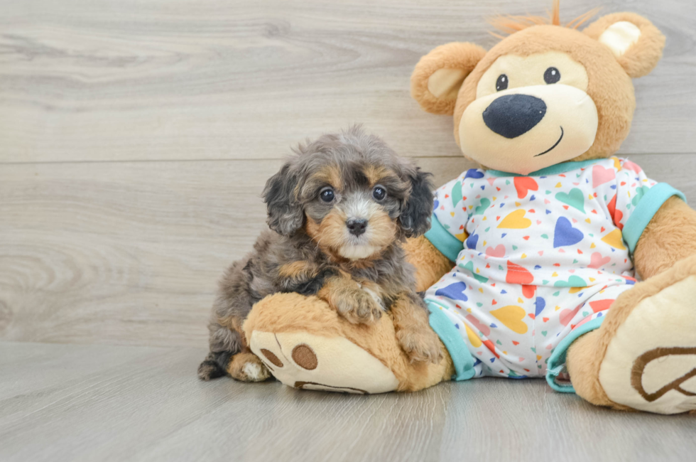 5 week old Cavapoo Puppy For Sale - Puppy Love PR