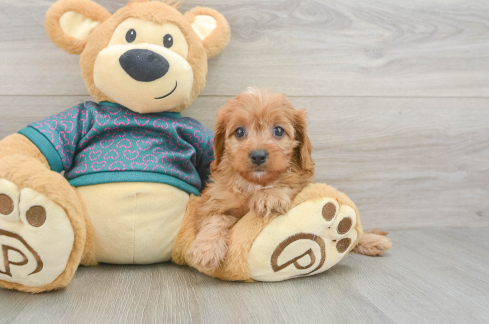 5 week old Cavapoo Puppy For Sale - Puppy Love PR