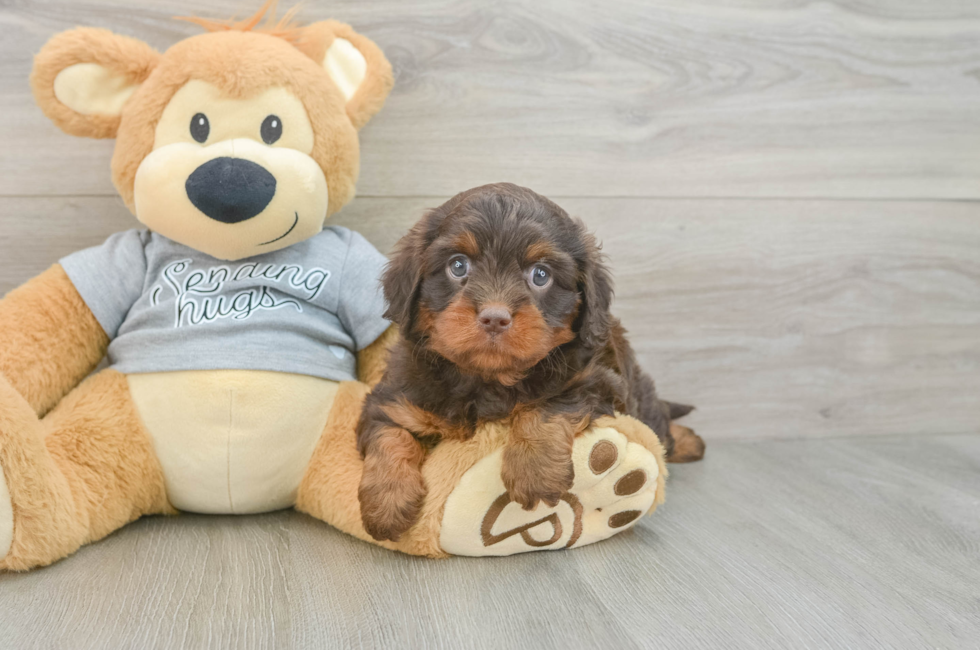 5 week old Cavapoo Puppy For Sale - Puppy Love PR