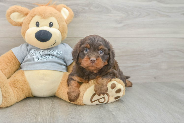 Meet Daria - our Cavapoo Puppy Photo 1/3 - Puppy Love PR Best Cavapoo Baby