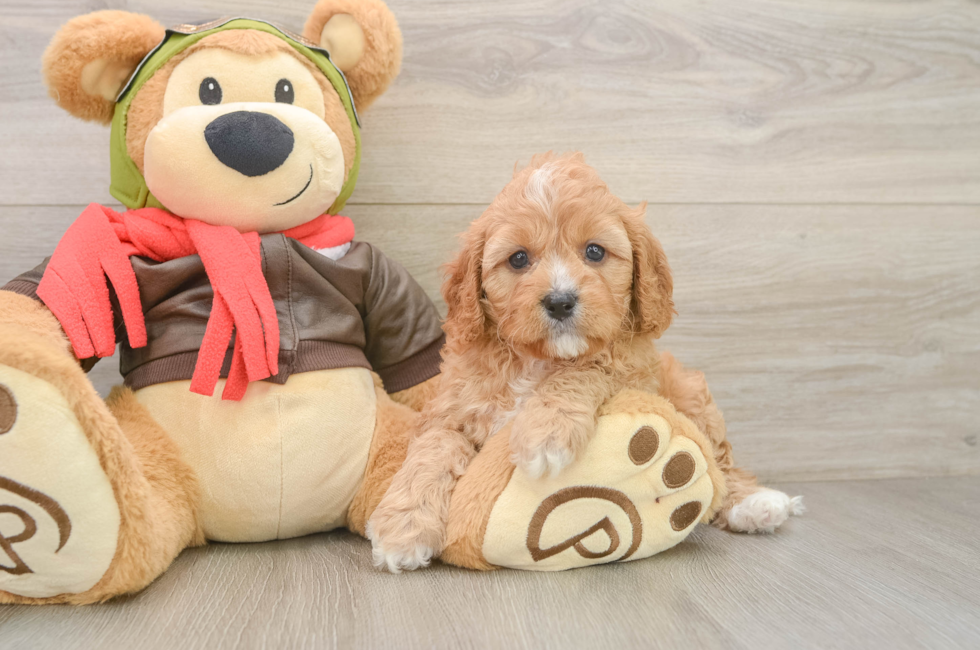 6 week old Cavapoo Puppy For Sale - Puppy Love PR