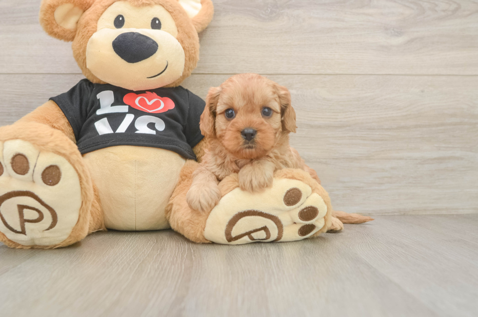 5 week old Cavapoo Puppy For Sale - Puppy Love PR