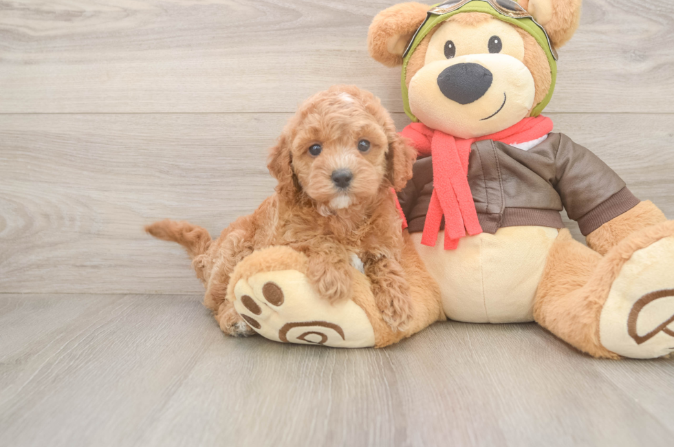 6 week old Cavapoo Puppy For Sale - Puppy Love PR