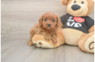 Funny Cavapoo Poodle Mix Pup