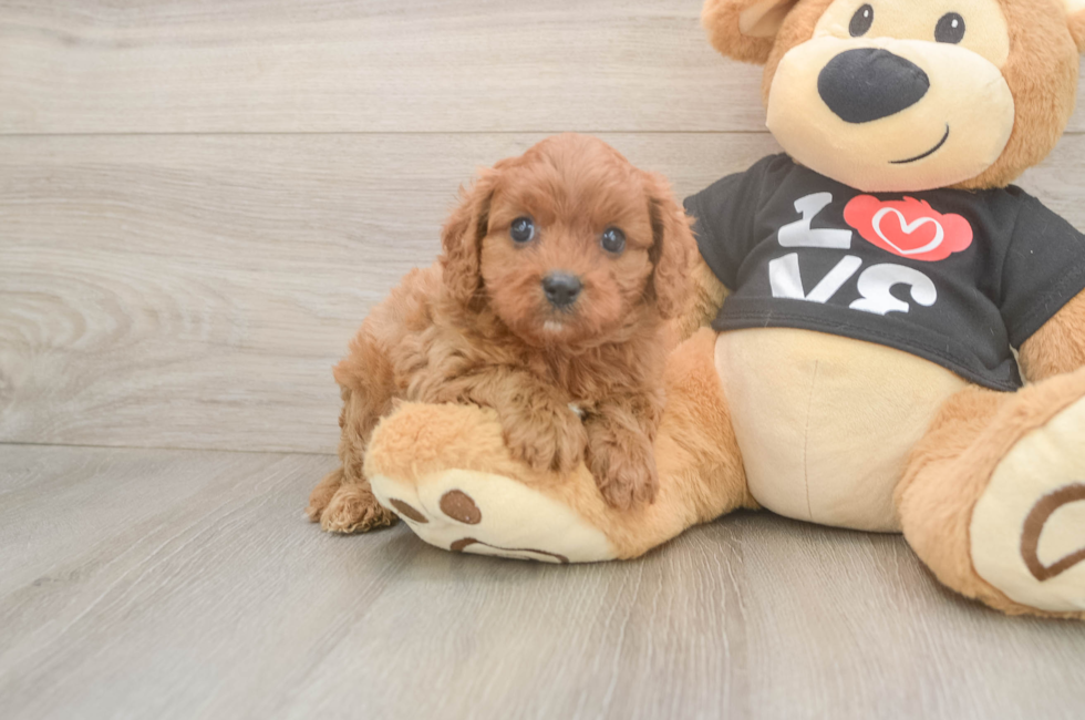 5 week old Cavapoo Puppy For Sale - Puppy Love PR