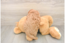 Best Cavapoo Baby