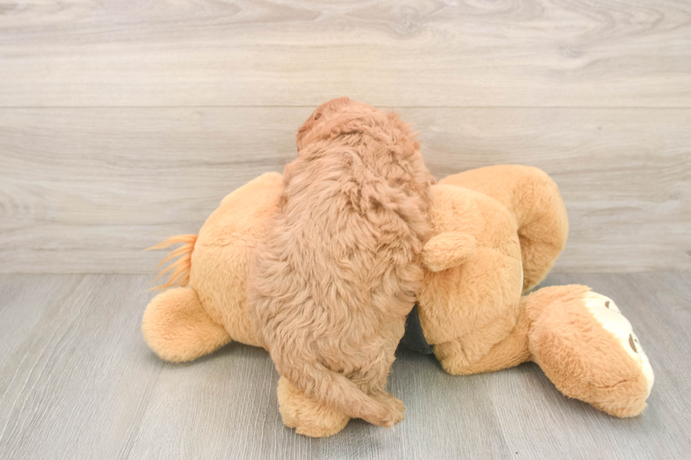 Best Cavapoo Baby