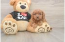 Best Cavapoo Baby