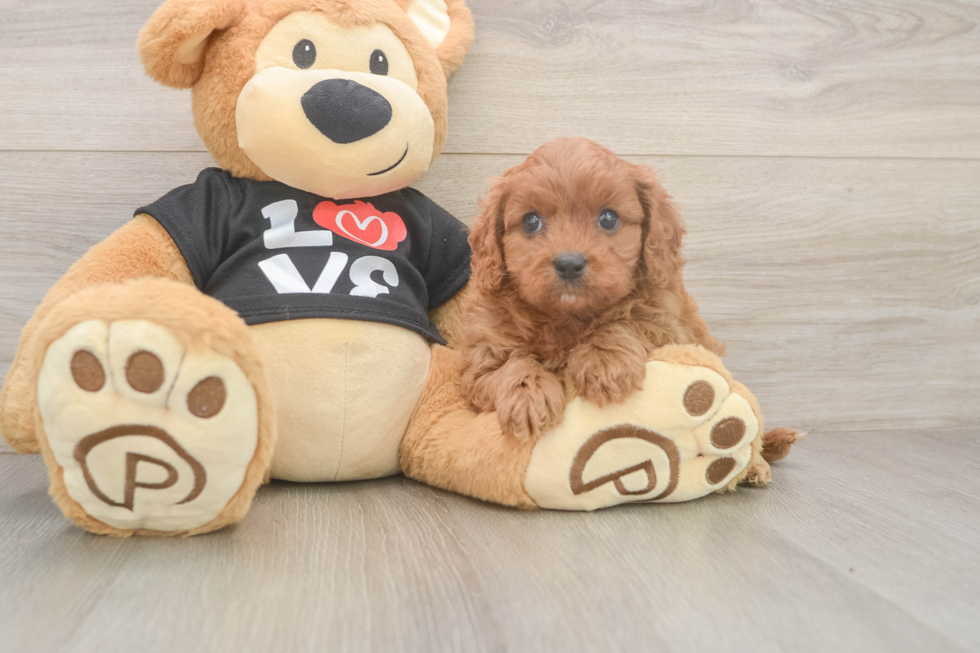 Best Cavapoo Baby