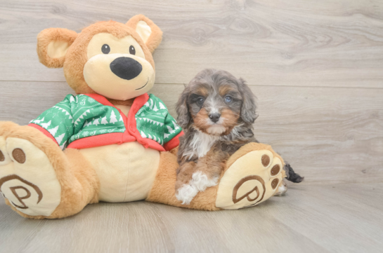 Cavapoo Puppy for Adoption
