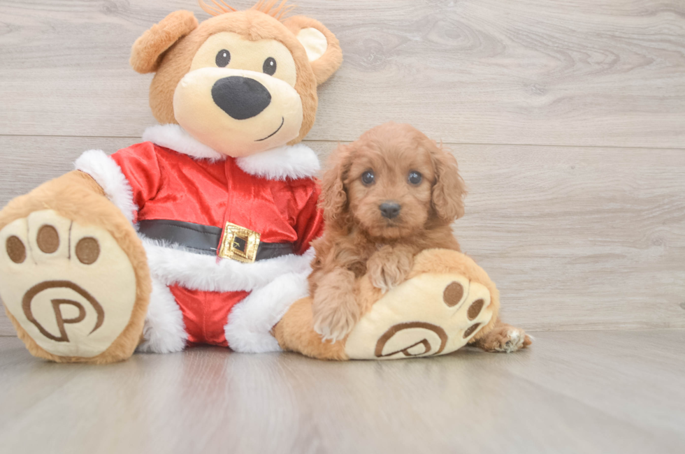 6 week old Cavapoo Puppy For Sale - Puppy Love PR