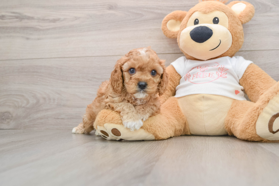 Funny Cavapoo Poodle Mix Pup