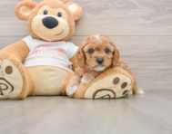 8 week old Cavapoo Puppy For Sale - Puppy Love PR
