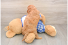 Best Cavapoo Baby