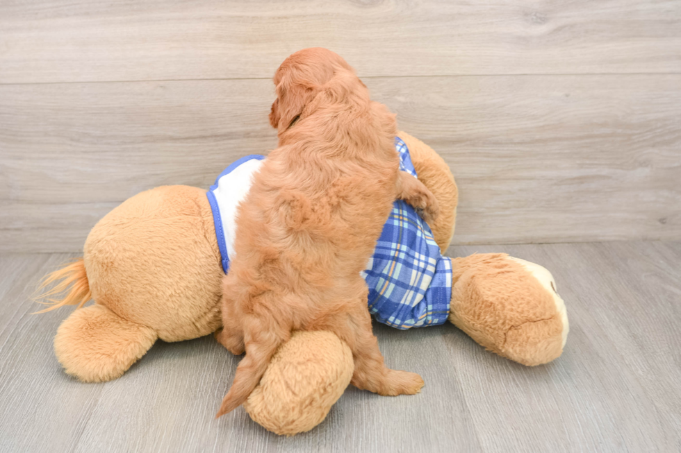 Best Cavapoo Baby