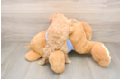 Cavapoo Puppy for Adoption