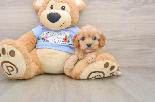 Cavapoo Puppy for Adoption