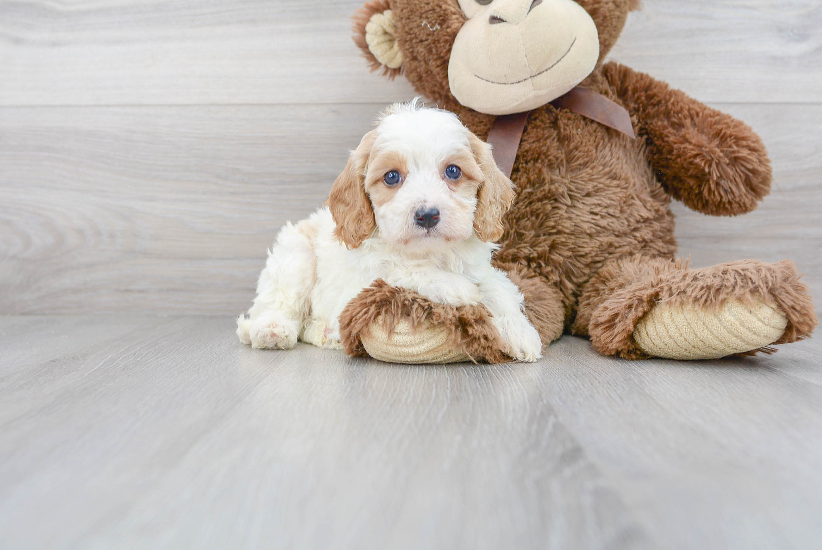 Best Cavapoo Baby