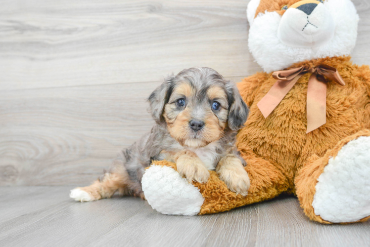 Cavapoo Pup Being Cute