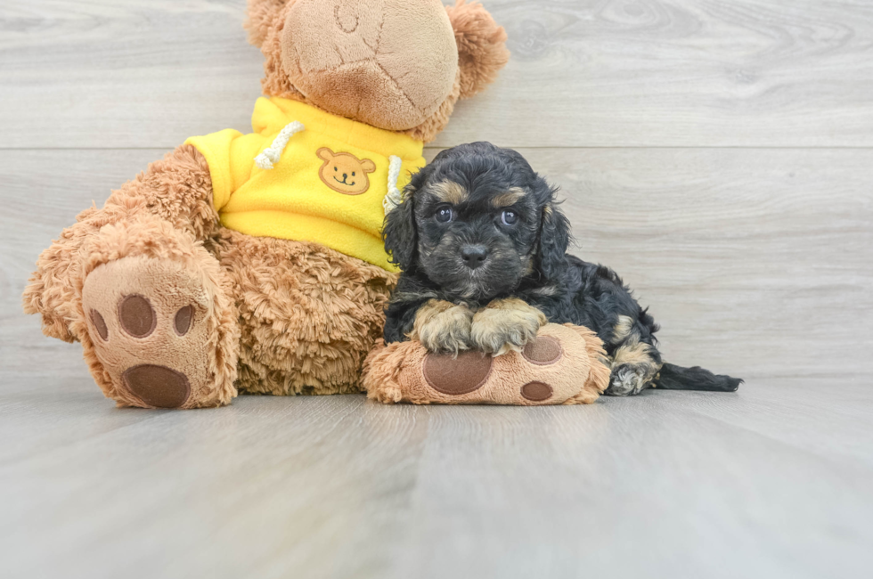 6 week old Cavapoo Puppy For Sale - Puppy Love PR