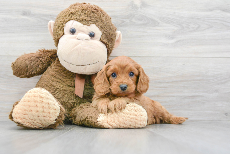 Cavapoo Pup Being Cute