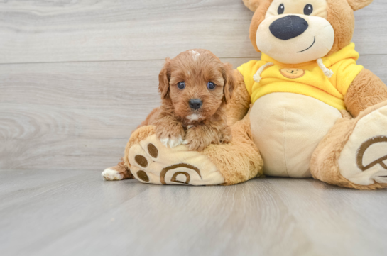 Fluffy Cavapoo Poodle Mix Pup