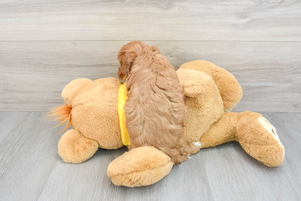 Funny Cavapoo Poodle Mix Pup