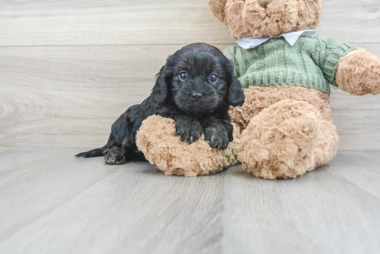 Meet Dilly - our Cavapoo Puppy Photo 1/3 - Puppy Love PR Best Cavapoo Baby