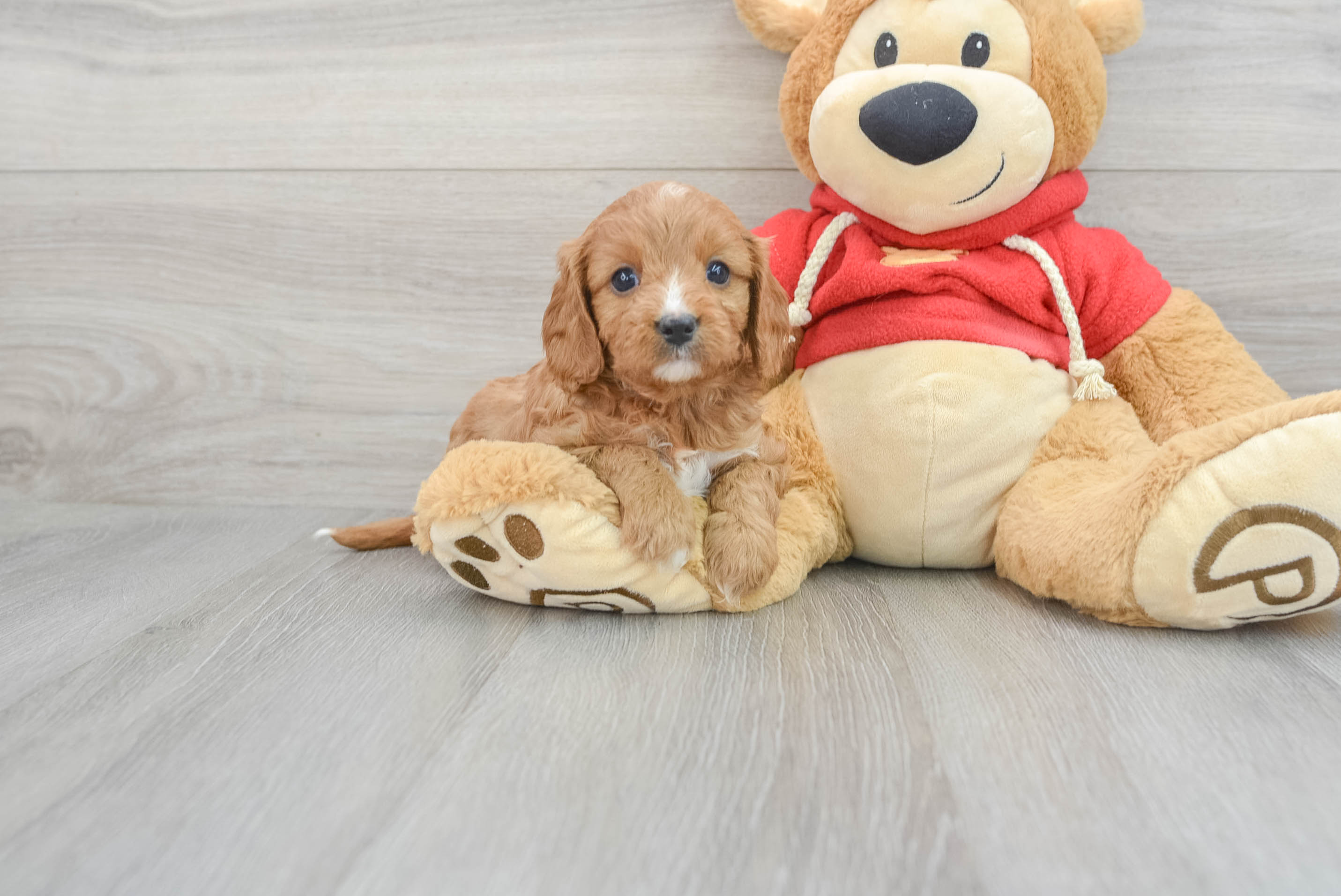 Cute Cavapoo Baby