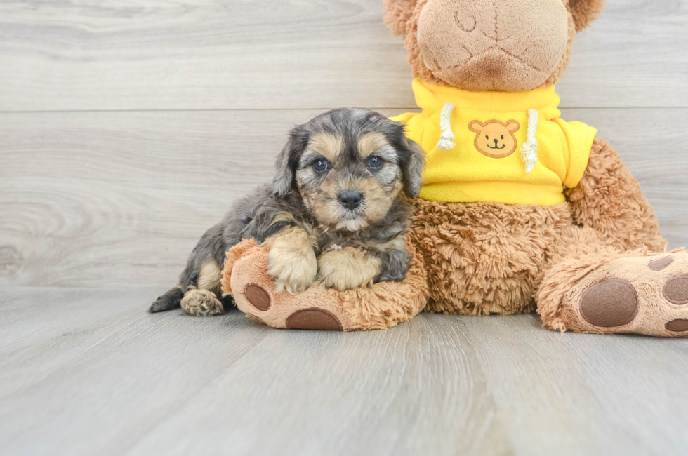 5 week old Cavapoo Puppy For Sale - Puppy Love PR