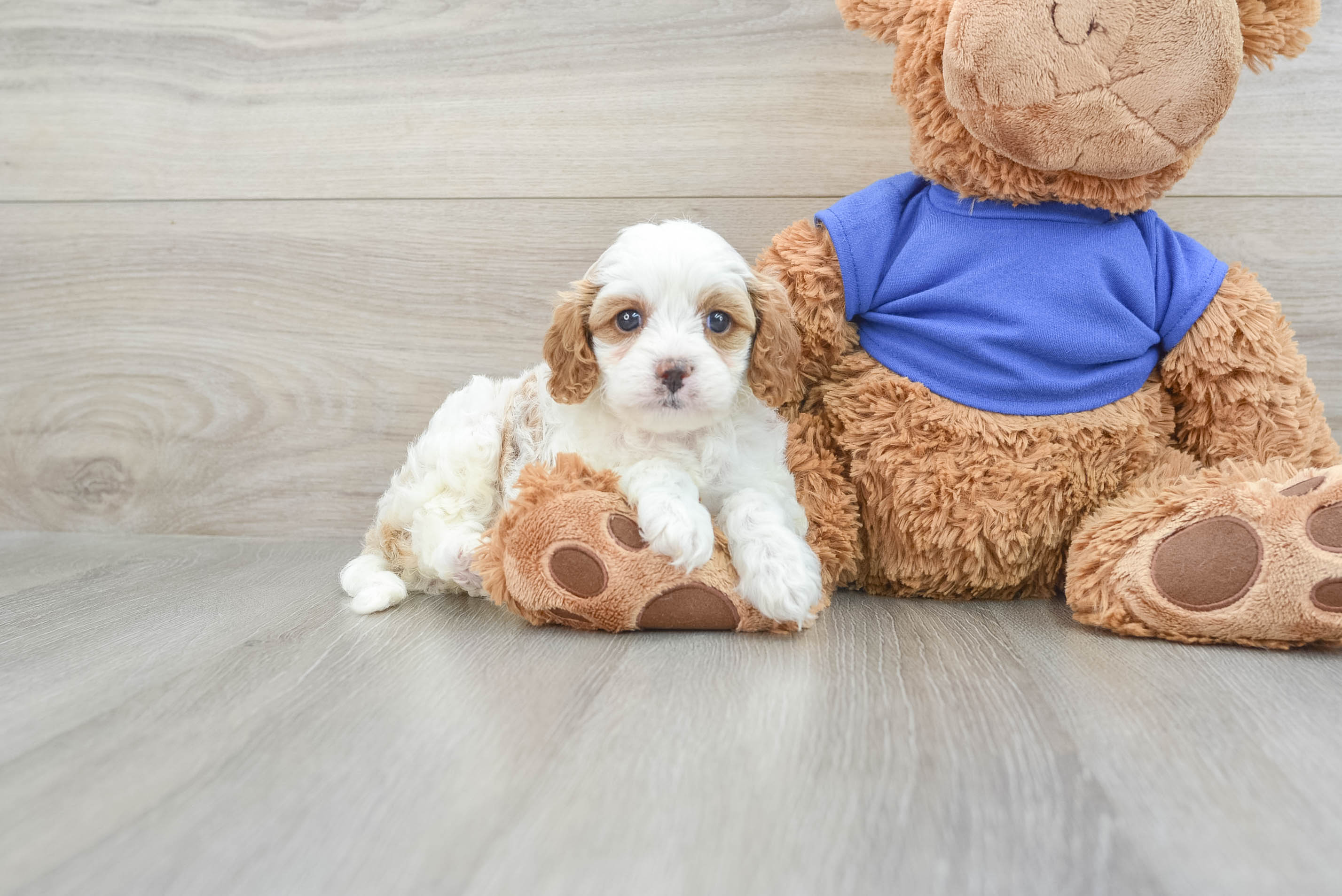Small Cavapoo Baby