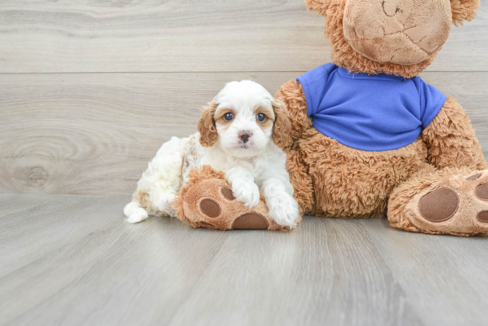 Small Cavapoo Baby