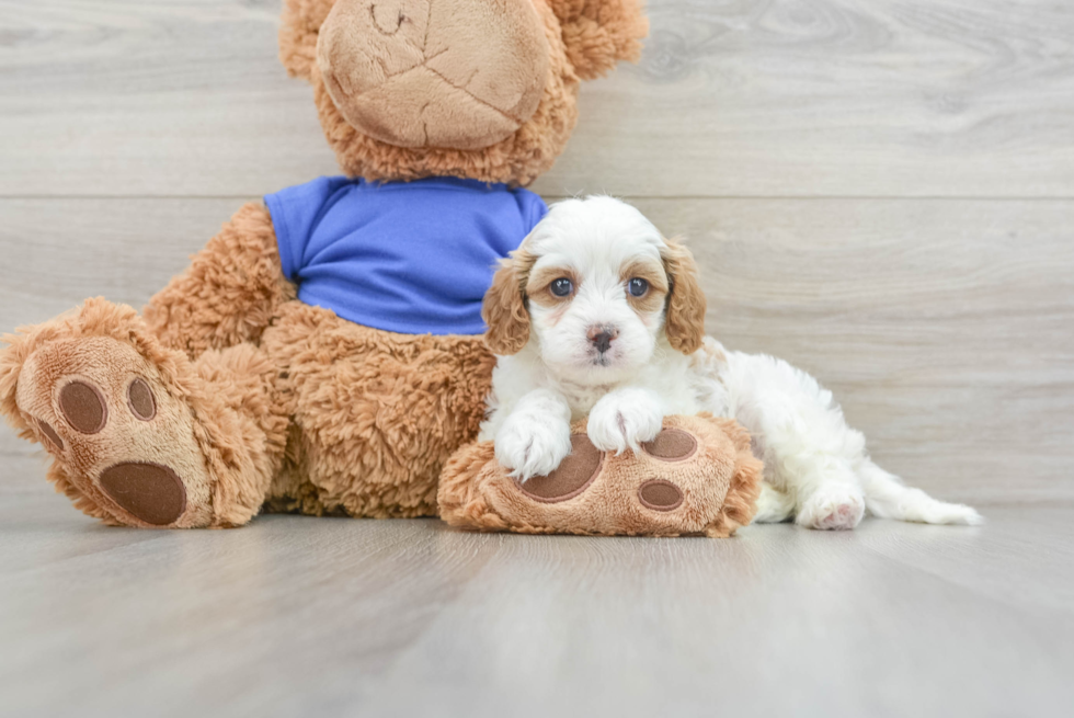 Cavapoo Puppy for Adoption