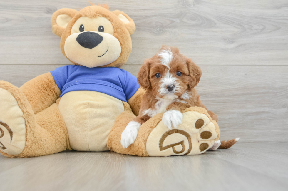 5 week old Cavapoo Puppy For Sale - Puppy Love PR