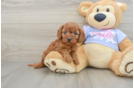 Best Cavapoo Baby
