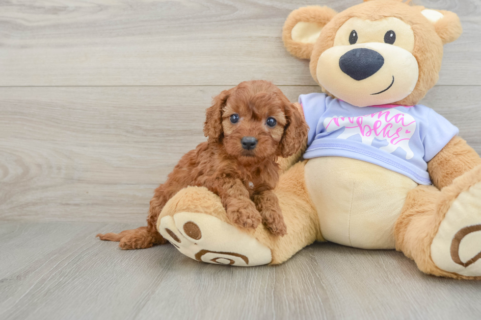 Best Cavapoo Baby